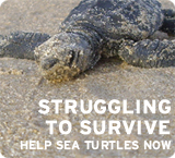 Help sea turtles now!